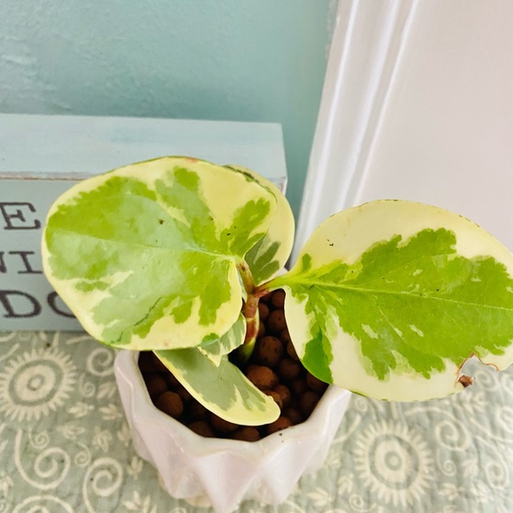 Variegated Pepperomia in LECA & Pot - Picture 2 of 6